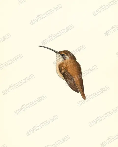 Illustration im Stil Historische Tafel: Rotschattenkolibri (Phaethornis ruber)