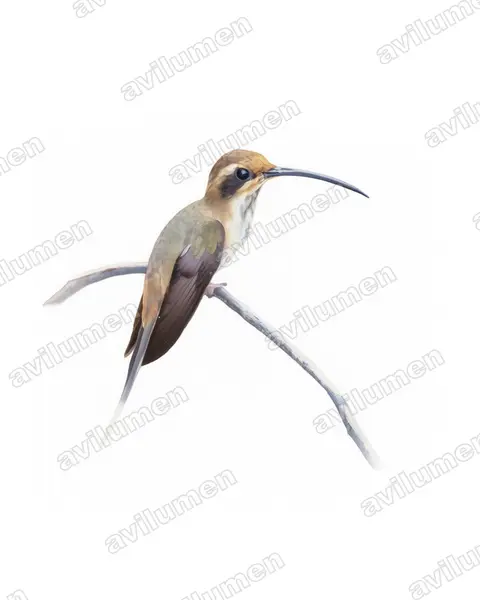 斑喉隐蜂鸟(Phaethornis rupurumii)的水彩插画