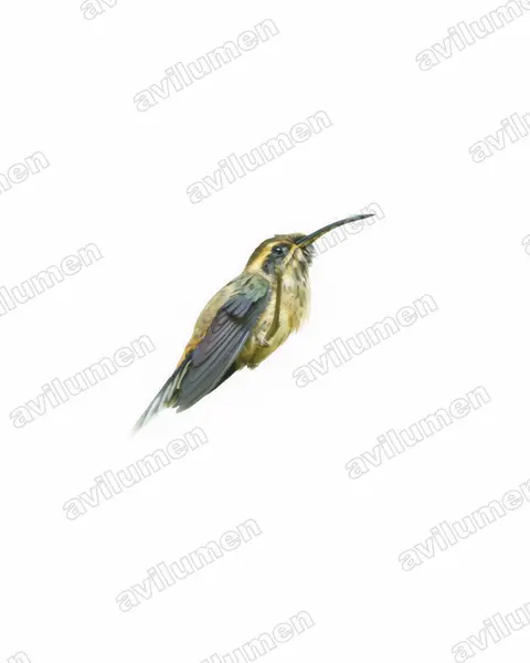 Illustration im Stil Aquarell: Dunkelkehl-Schattenkolibri (Phaethornis squalidus)