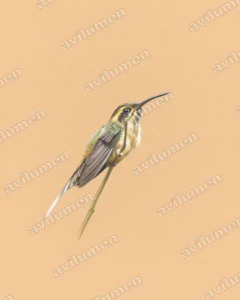 Illustration im Stil Buntstift: Dunkelkehl-Schattenkolibri (Phaethornis squalidus)