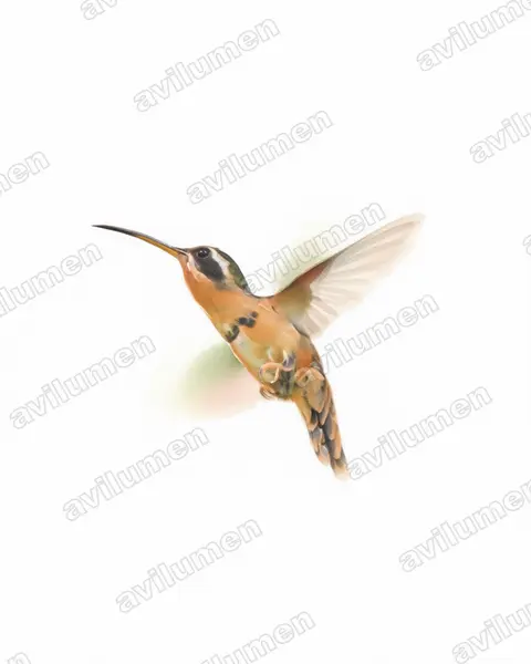 Illustration im Stil Aquarell: Stuarts Zwergschattenkolibri (Phaethornis stuarti)