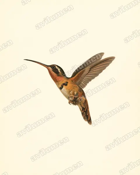Illustration im Stil Historische Tafel: Stuarts Zwergschattenkolibri (Phaethornis stuarti)