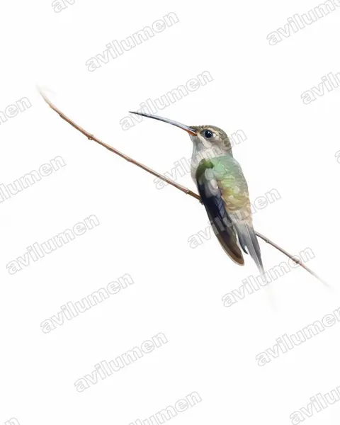 东长尾隐蜂鸟（Phaethornis superciliosus）的水彩插画