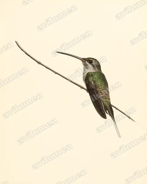 东长尾隐蜂鸟（Phaethornis superciliosus）的古典图版插画