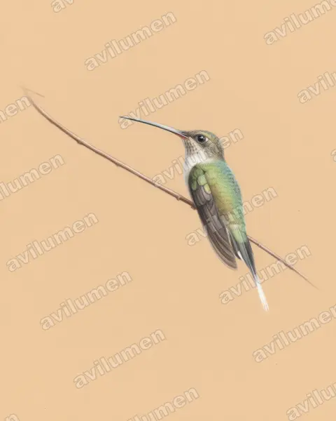 东长尾隐蜂鸟（Phaethornis superciliosus）的彩色铅笔插画