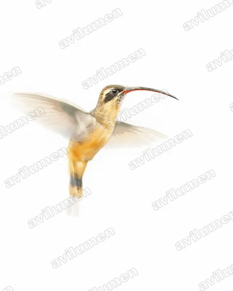 Watercolor illustration: Phaethornis syrmatophorus (Tawny-bellied Hermit)