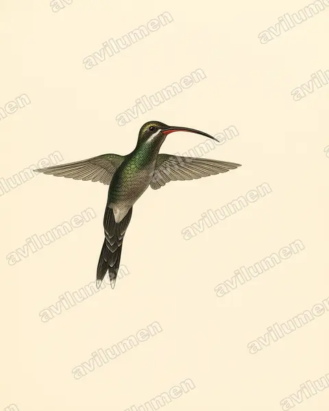 Ilustración en Lámina antigua: Phaethornis yaruqui (Ermitaño de Yaruqui)