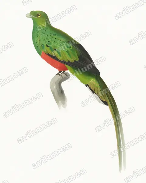 Illustration Aquarelle : Pharomachrus pavoninus (Quetzal pavonin)