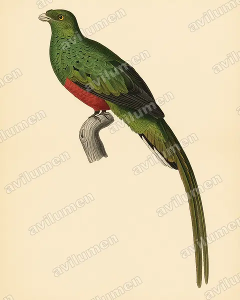 Illustration Planche ancienne : Pharomachrus pavoninus (Quetzal pavonin)
