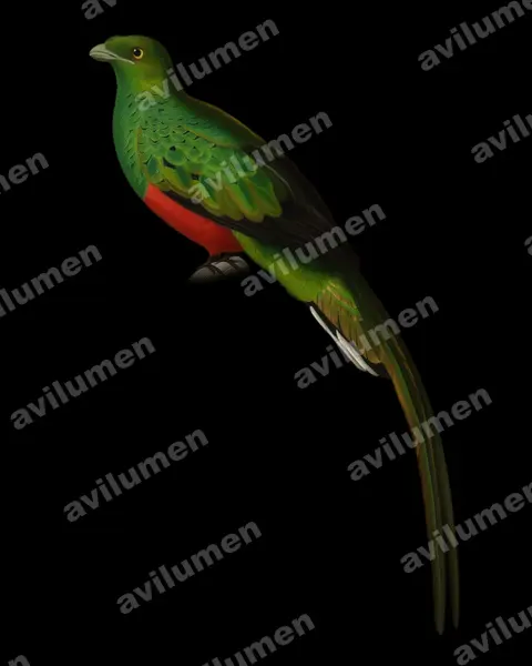 Illustration Huile : Pharomachrus pavoninus (Quetzal pavonin)