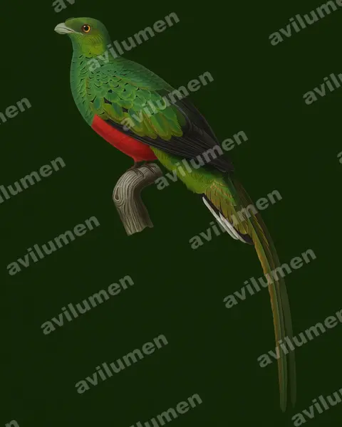 Illustration Réaliste : Pharomachrus pavoninus (Quetzal pavonin)