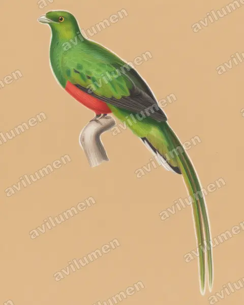 Illustration Crayon de couleur : Pharomachrus pavoninus (Quetzal pavonin)