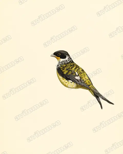 Illustration Planche ancienne : Phibalura boliviana (Apolo cotinga)