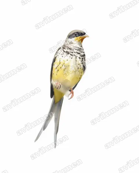 Illustration Aquarelle : Phibalura flavirostris (Phibalure à queue fourchue)