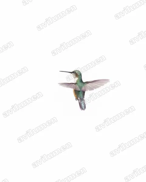 Ilustración en Acuarela: Phlogophilus harterti (Colibrí colipinto peruano)