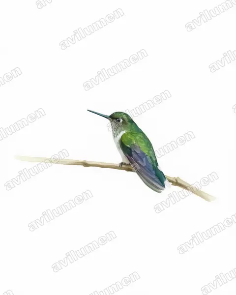 Ilustración en Acuarela: Phlogophilus hemileucurus (Colibrí colipinto ecuatoriano​)