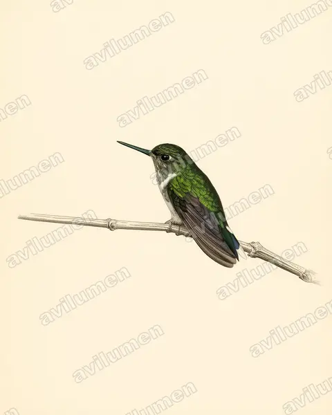 Ilustración en Lámina antigua: Phlogophilus hemileucurus (Colibrí colipinto ecuatoriano​)