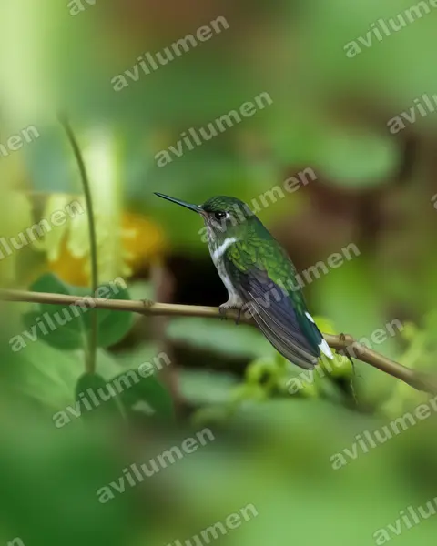 Ilustración en Realista: Phlogophilus hemileucurus (Colibrí colipinto ecuatoriano​)