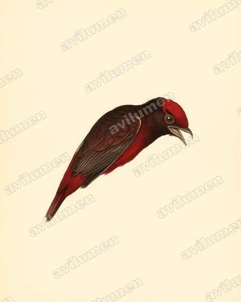 Vintage plate illustration: Phoenicircus carnifex (Guianan Red Cotinga)