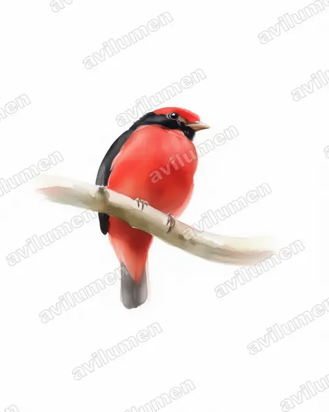 Ilustración en Acuarela: Phoenicircus nigricollis (Cotinga rojo cuellinegro​)