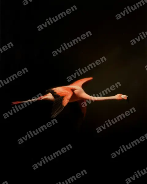 Illustration Huile : Phoenicopterus chilensis (Flamant du Chili)