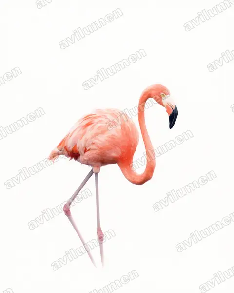 Illustration im Stil Aquarell: Kubaflamingo (Phoenicopterus ruber)