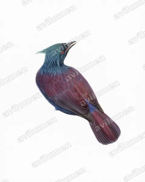 Illustration Aquarelle : Phonygammus keraudrenii (Paradisier de Keraudren)