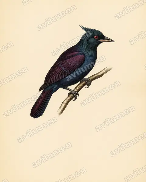 Illustration Planche ancienne : Phonygammus keraudrenii (Paradisier de Keraudren)