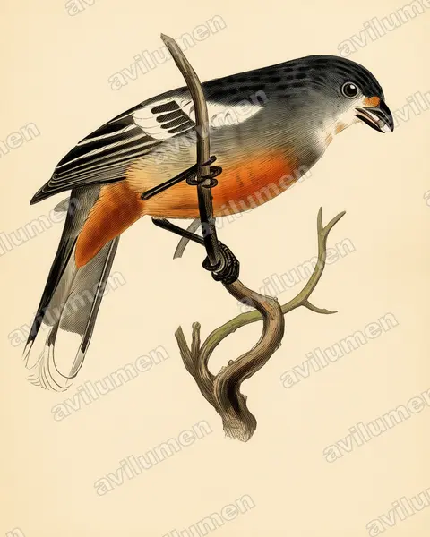 Illustration Planche ancienne : Phytotoma raimondii (Rara du Pérou)