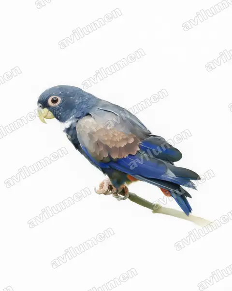 Watercolor illustration: Pionus chalcopterus (Bronze-winged parrot)