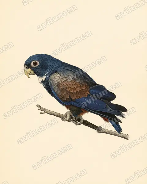 Vintage plate illustration: Pionus chalcopterus (Bronze-winged parrot)