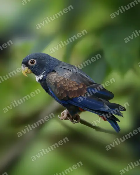 Realistic illustration: Pionus chalcopterus (Bronze-winged parrot)