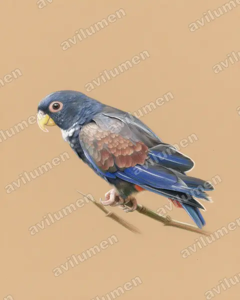 Colored pencil illustration: Pionus chalcopterus (Bronze-winged parrot)