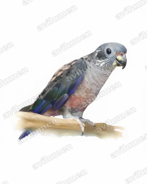Illustration Aquarelle : Pionus fuscus (Pione violette)