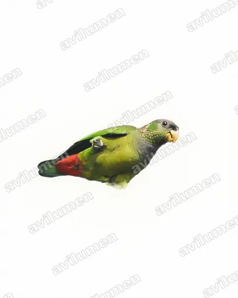 Illustration im Stil Aquarell: Maximilianpapagei (Pionus maximiliani)
