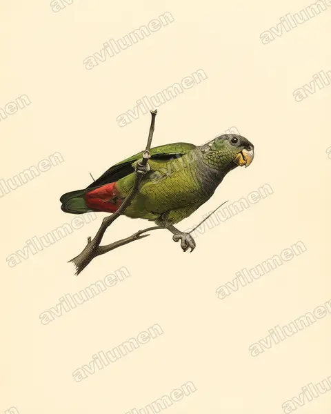 Illustration im Stil Historische Tafel: Maximilianpapagei (Pionus maximiliani)