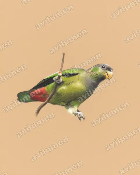 Illustration im Stil Buntstift: Maximilianpapagei (Pionus maximiliani)