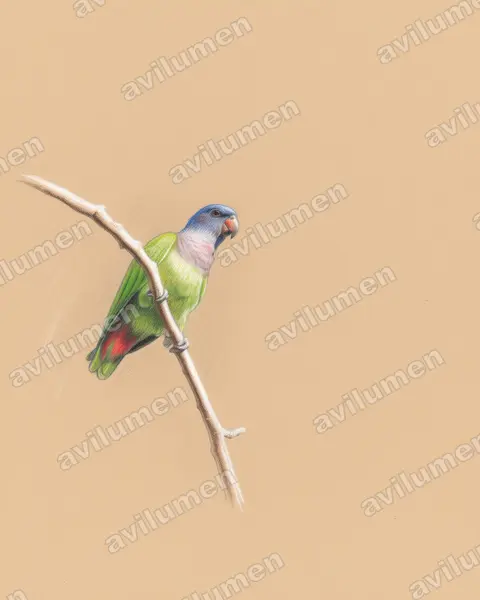 Ilustración en Lápiz de color: Pionus menstruus (Loro cabeciazul)
