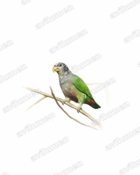 White-capped Parrot（Pionus seniloides）的水彩插画
