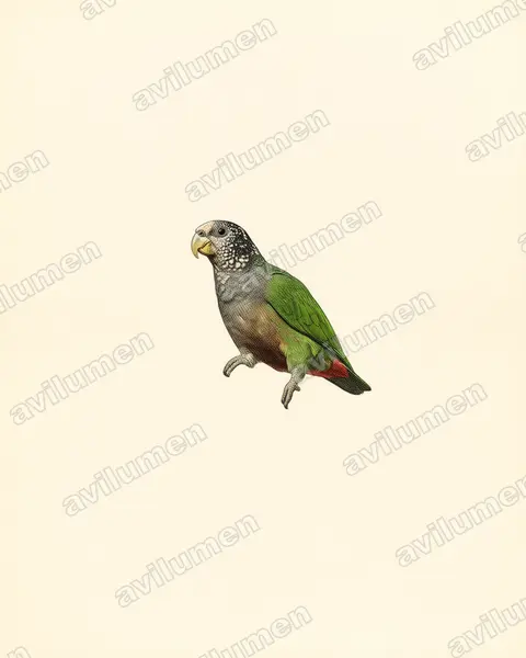 White-capped Parrot（Pionus seniloides）的古典图版插画