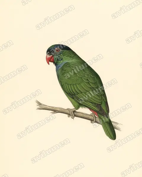 Red-billed Parrot（Pionus sordidus）的古典图版插画