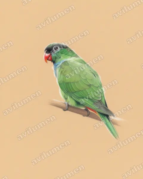 Red-billed Parrot（Pionus sordidus）的彩色铅笔插画