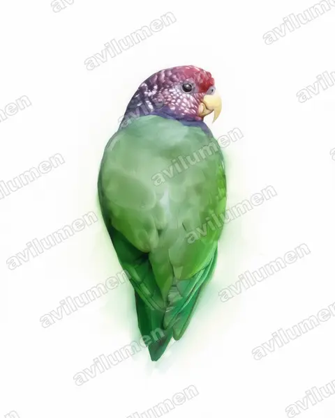 Watercolor illustration: Pionus tumultuosus (Speckle-faced Parrot)