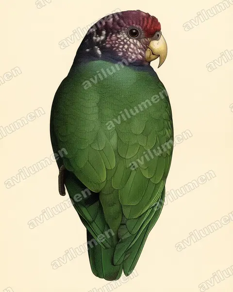 Vintage plate illustration: Pionus tumultuosus (Speckle-faced Parrot)