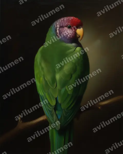 Oil illustration: Pionus tumultuosus (Speckle-faced Parrot)
