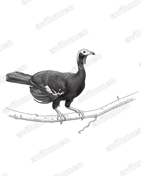 Ilustración en Tinta: Pipile cumanensis (Pava rajadora)
