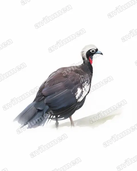 黑額鳴冠雉（Pipile jacutinga）的水彩插画