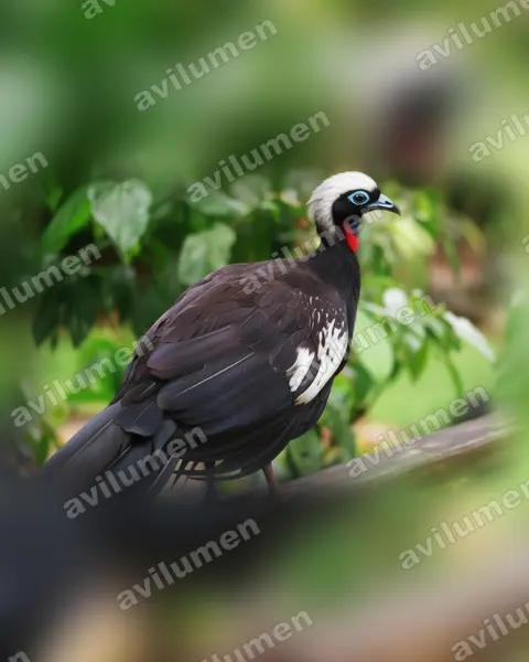 黑額鳴冠雉（Pipile jacutinga）的写实插画
