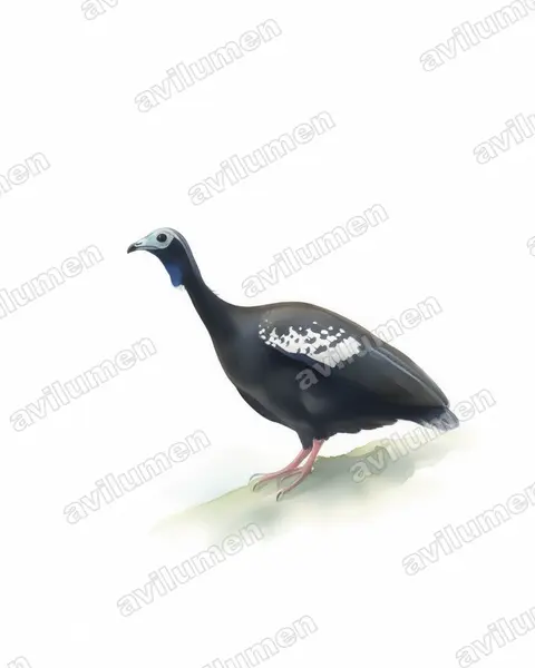 Watercolor illustration: Pipile pipile (Trinidad Piping Guan)