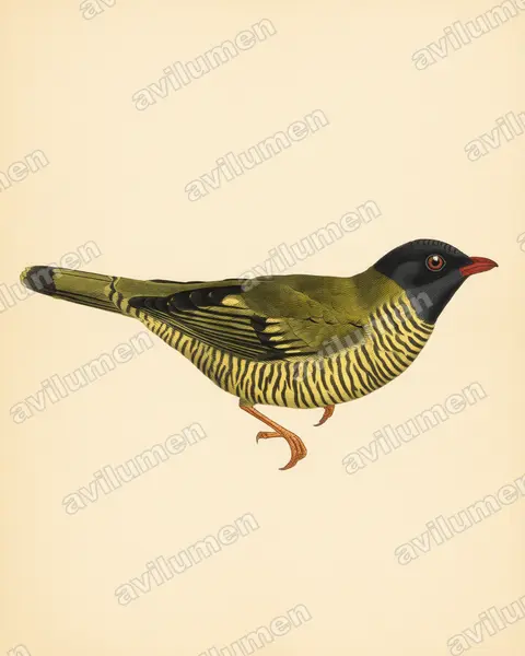Illustration im Stil Historische Tafel: Barred Fruiteater (Pipreola arcuata)